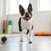 Navigating Homemade Food for Dog with IBD: Practical Insights and Nutritional Guidance