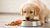 Navigating Puppy Nutrition: How Many Grams of Dog Food Should a Puppy Eat?