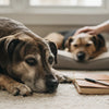Navigating the Difficult Decision: When to Euthanize a Dog for Behavior