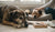 Navigating the Difficult Decision: When to Euthanize a Dog for Behavior-141233914095