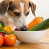Navigating the World of Dog Diets: Which Human Foods Can Dogs Eat?