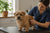 Norfolk Terrier Health Problems: A Guide to Lifelong Care