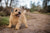 Norfolk Terrier Personality Traits and Temperament