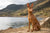 Pharaoh Hound Personality Traits: A Guide for Modern Owners