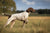 Pointer Personality Traits: A Guide to the Versatile Hunter