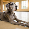 Quick Dog Treat Recipes: Easy Homemade Goodies for Your Furry Friend