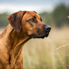 Understanding Pointer Temperament: The Perfect Companion for Active ...