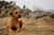 Rhodesian Ridgeback Temperament: What to Expect