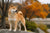 Shiba Inu Personality Traits: A Guide to the Bold Japanese Breed