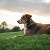 Should a Pregnant Dog Eat Puppy Food? Understanding Nutrition for Expecting Dogs