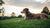 Should a Pregnant Dog Eat Puppy Food? Understanding Nutrition for Expecting Dogs