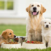 Should Adult Dogs Eat Puppy Food? Understanding Canine Nutrition Across Life Stages
