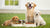 Should Adult Dogs Eat Puppy Food? Understanding Canine Nutrition Across Life Stages