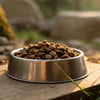 Should Dog Food Be Grain Free? An In-Depth Exploration for Pet Owners