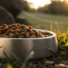 Should Dog Food Be Wet or Dry? A Comprehensive Guide for Pet Owners