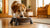 Should Dog Food Bowls Be Elevated? Exploring the Pros and Cons of Elevated Feeding