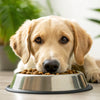 Should Dog Food Have Grain in It? A Comprehensive Guide for Pet Owners