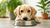Should Dog Food Have Grain in It? A Comprehensive Guide for Pet Owners