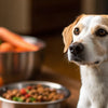 Should Dog Food Have Grain in It or Not? A Comprehensive Guide for Pet Owners