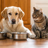Should Dogs and Cats Share a Water Bowl? Safety and Tips