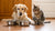 Should Dogs and Cats Share a Water Bowl? Exploring the Pros and Cons