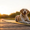 Should Dogs Eat Before or After Exercise?