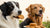 Should Dogs Eat Biscuits? Understanding Safe Treat Options for Our Furry Friends-141104480495
