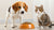 Should Dogs Eat Cat Food? Understanding the Nutritional Differences and Risks-140853346543