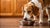 Should Dogs Eat Cold Food? Exploring Canine Dining Preferences and Health-140409864431