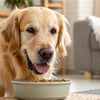Should Dogs Eat Cold or Warm Food: A Guide to Better Mealtimes