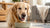 Should Dogs Eat Cold or Warm Food? Exploring the Best Options for Your Canine Companion-140212175087