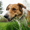 Should Dogs Eat Dog Food? Understanding the Best Diet for Your Canine Companion