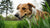 Should Dogs Eat Dog Food? Understanding the Best Diet for Your Canine Companion