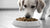 Should Dogs Eat Dry Food? A Comprehensive Guide to Kibble and Its Benefits