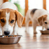 Should Dogs Eat Dry Food Only? Exploring the Nutritional Needs of Our Canine Companions
