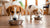 Should Dogs Eat Dry Food Only? Exploring the Nutritional Needs of Our Canine Companions