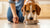 Should Dogs Eat Dry Food or Wet Food? A Comprehensive Guide for Pet Owners