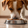 Should Dogs Eat Dry or Wet Food? Understanding the Best Choices for Your Pup