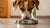 Should Dogs Eat Dry or Wet Food? Understanding the Best Choices for Your Pup