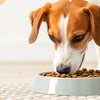 Should Dogs Eat Food with Grain? Exploring the Nutritional Needs of Our Canine Companions