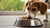 Should Dogs Eat From a Raised Food Bowl? A Comprehensive Guide for Pet Owners
