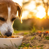Should Dogs Eat Grain Food? Understanding Grains in Your Dog's Diet