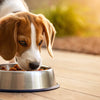 Should Dogs Eat Grain-Free Dog Food? Understanding the Pros and Cons