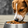 Should Dogs Eat Grain-Free Dry Dog Food? A Comprehensive Guide for Pet Owners