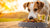 Should Dogs Eat Grain-Free Dry Food? Understanding the Benefits and Risks