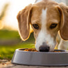 Should Dogs Eat Grain-Free Food? Understanding the Pros and Cons