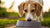 Should Dogs Eat Grain-Free Food? Understanding the Pros and Cons