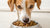 Should Dogs Eat Grain-Free Kibble? Understanding the Nutritional Debate