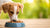 Should Dogs Eat Human Food or Dog Food? A Comprehensive Guide for Pet Owners-140295405807