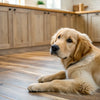 Should Dogs Eat Human Food? Understanding the Pros and Cons for Our Furry Friends